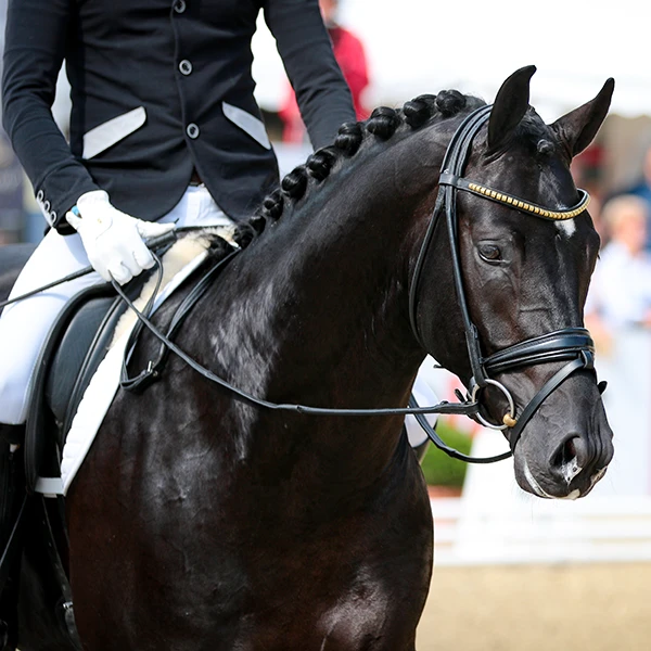 Ein schwarzes Pferd und Reiter in Dressur.